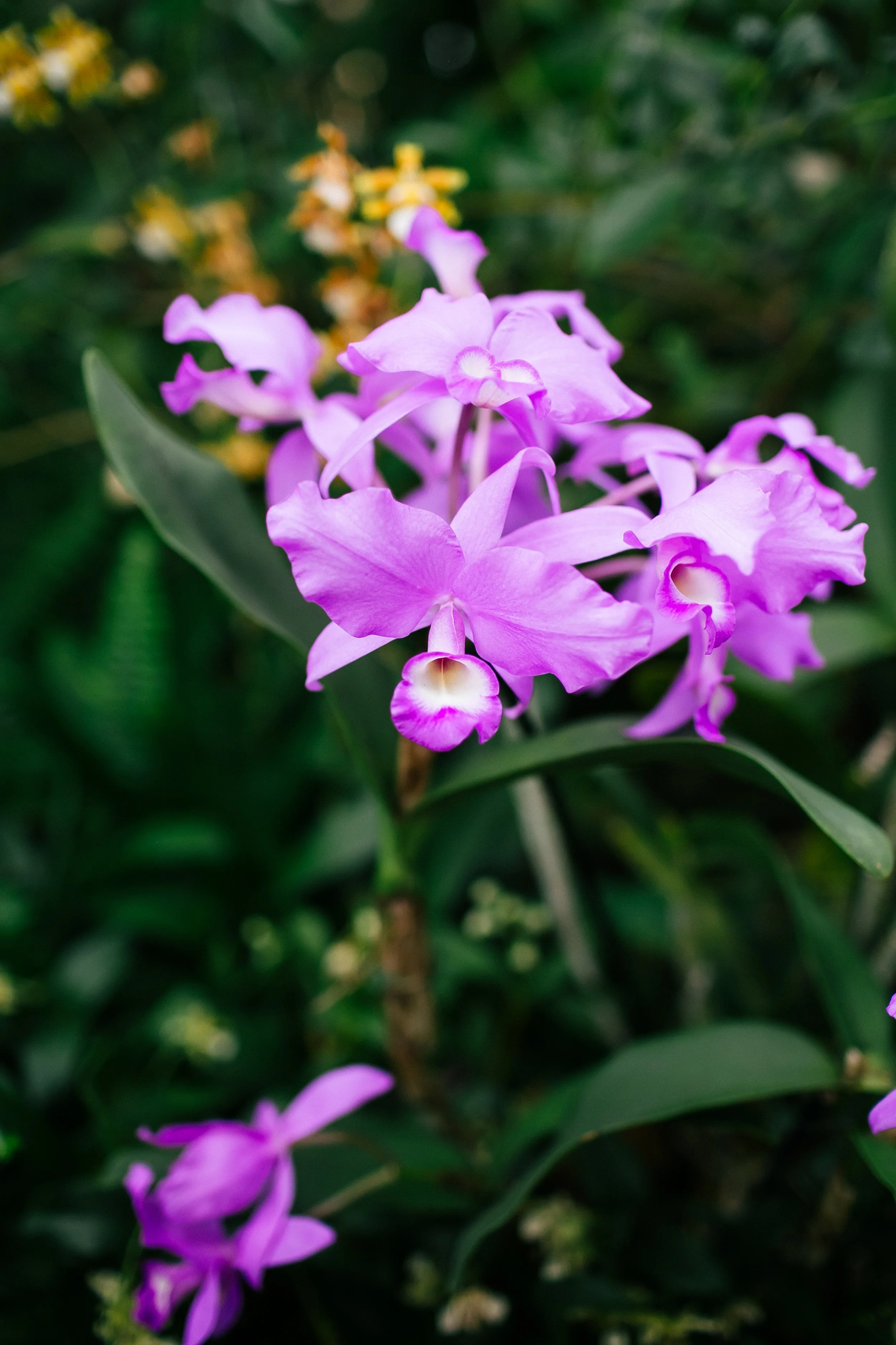 NYBG_April2025-20.jpg