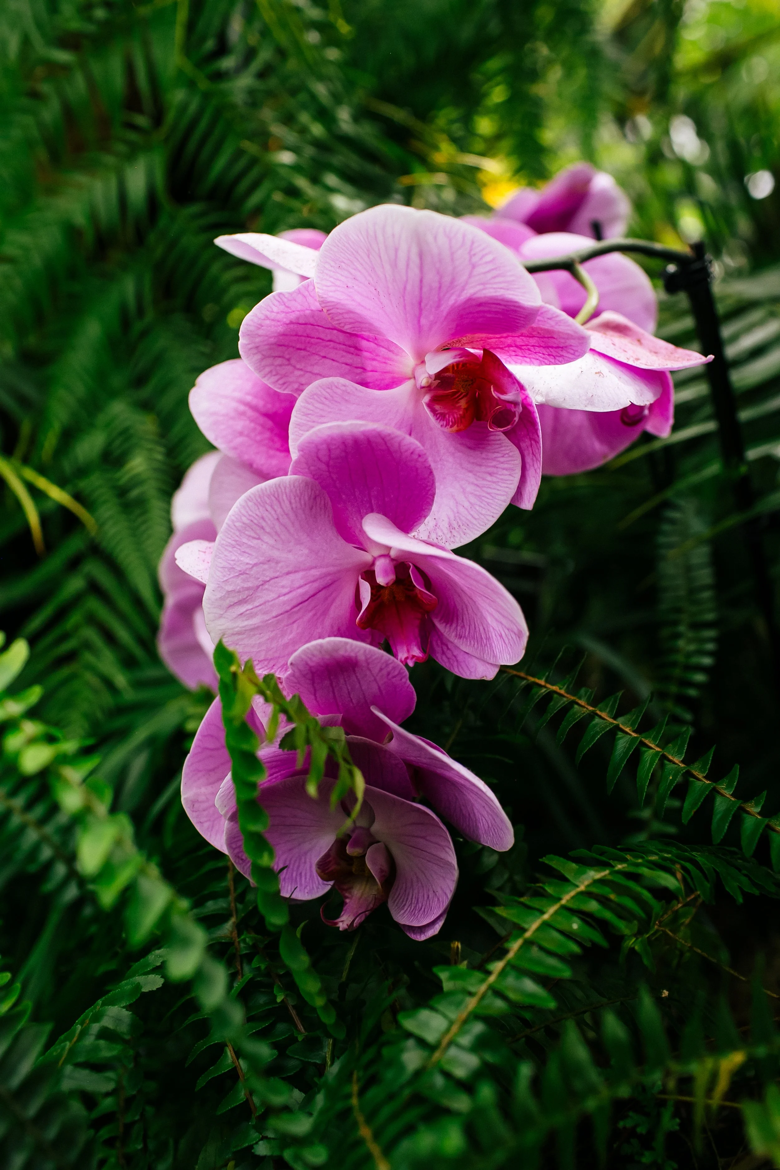 NYBG_April2025-26.jpg