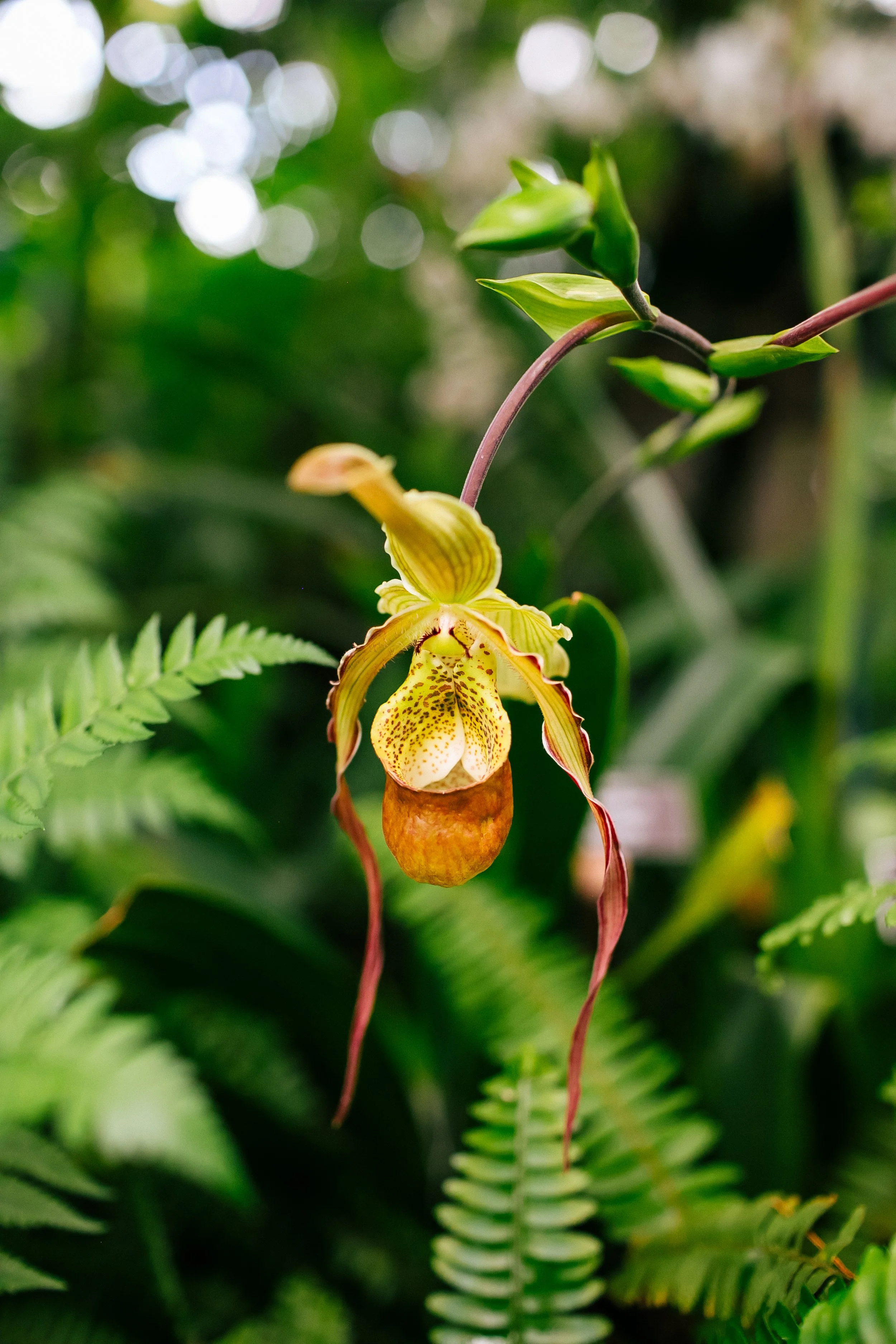 NYBG_April2025-23.jpg