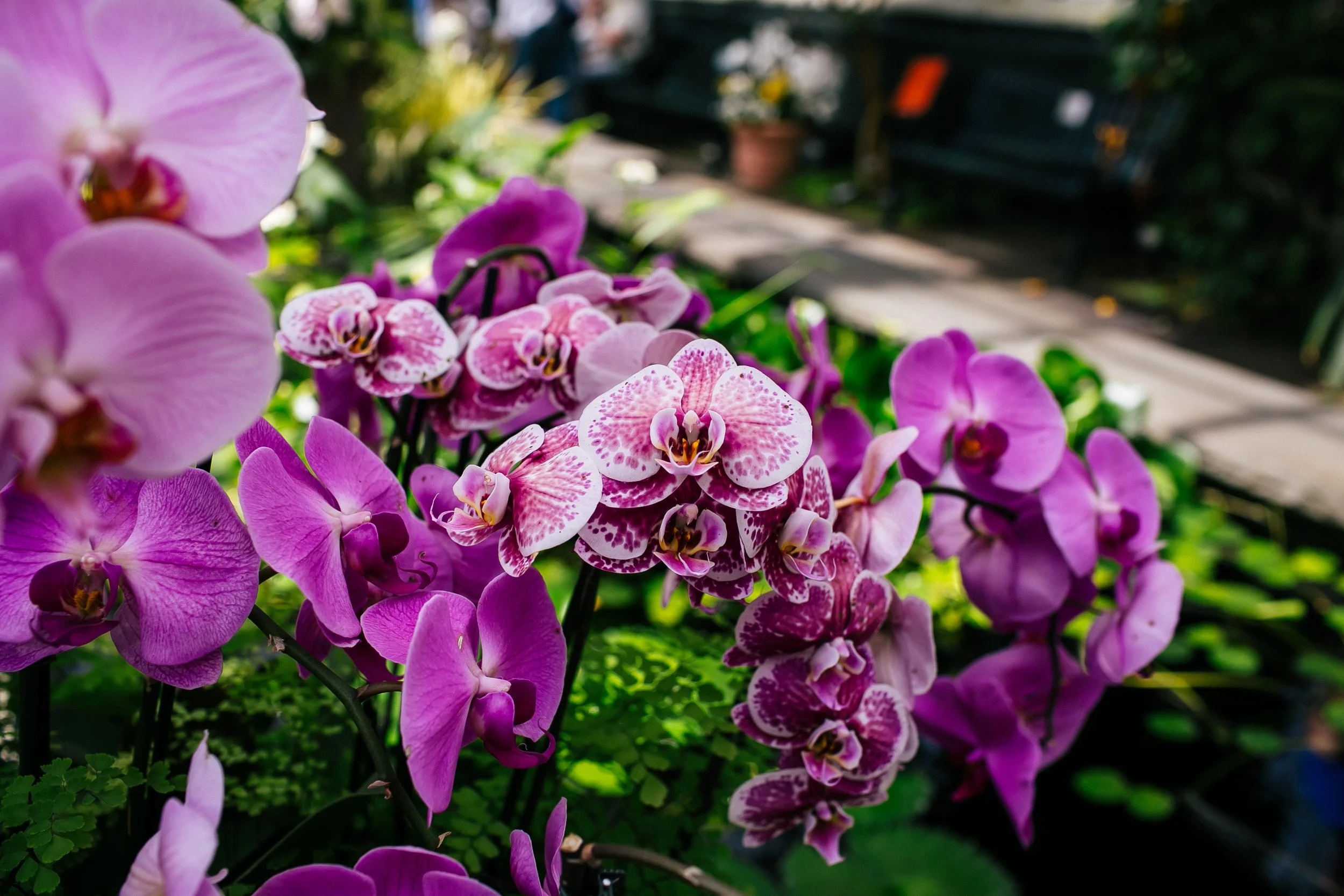 NYBG_April2025-16.jpg