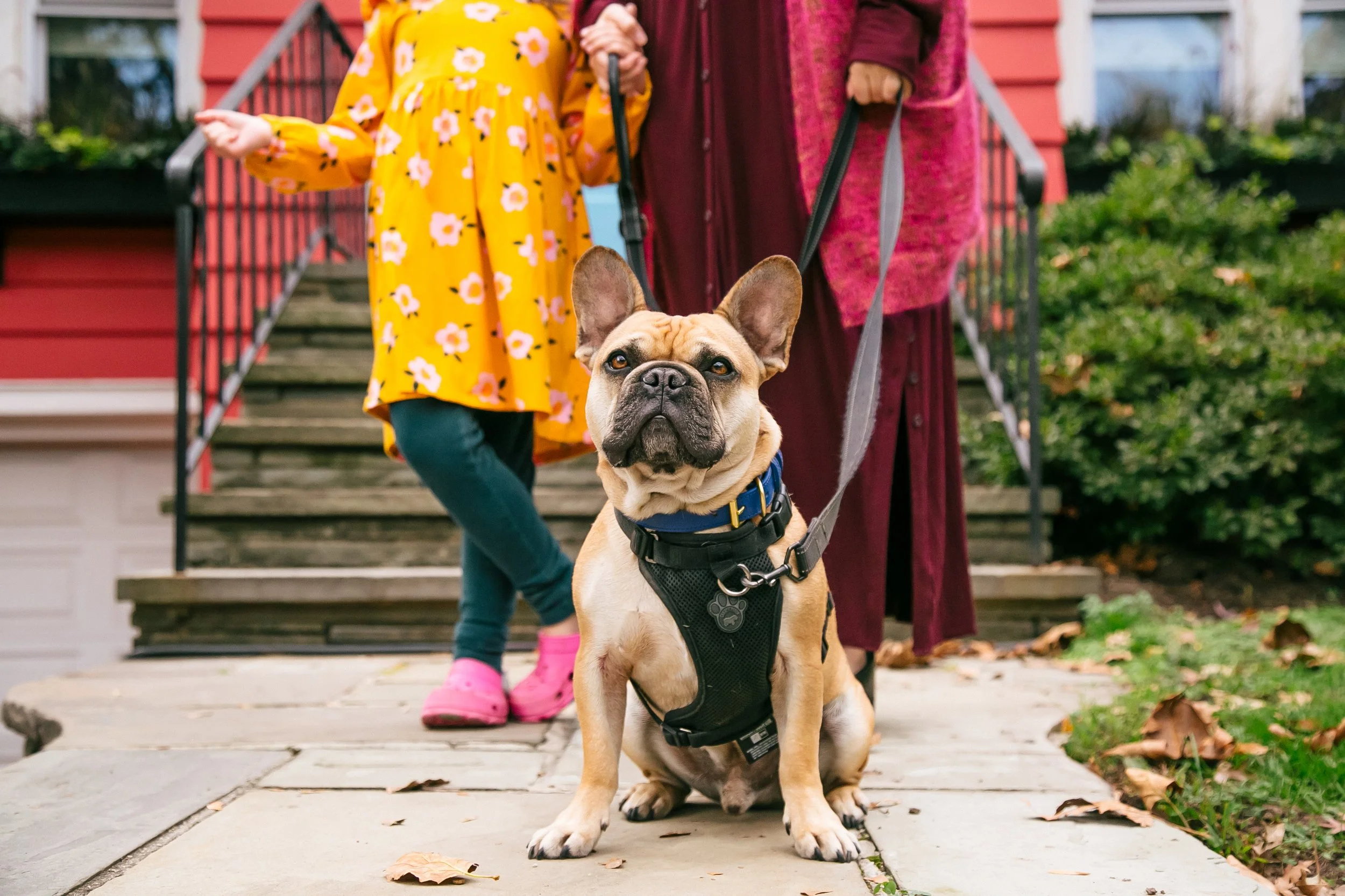 at-home-with-french-bulldog-lisa-white-nj-photographer.jpg