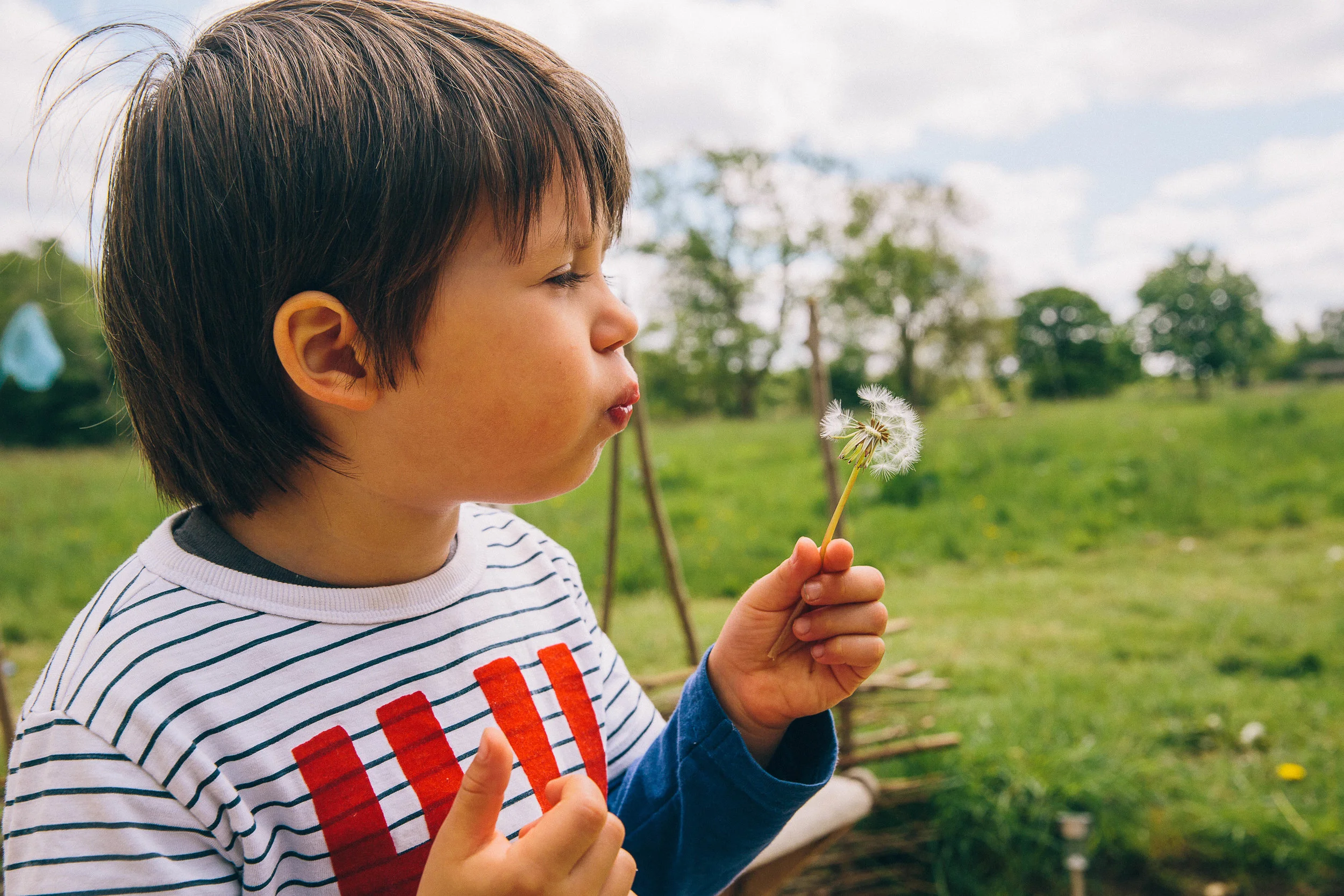 Dandelion clock blowing