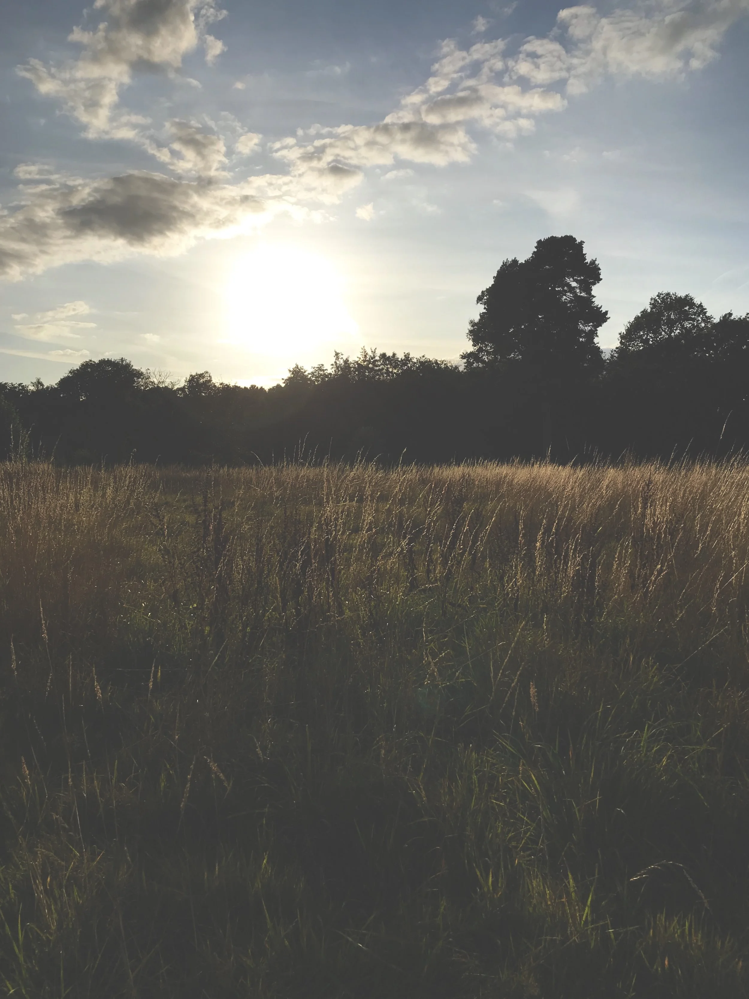 Meadow sunlight - Phillip Gentry