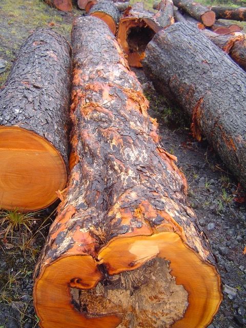 Here’s one of the damaged logs and it also shows the damage on the outside from the “strangler fig”.