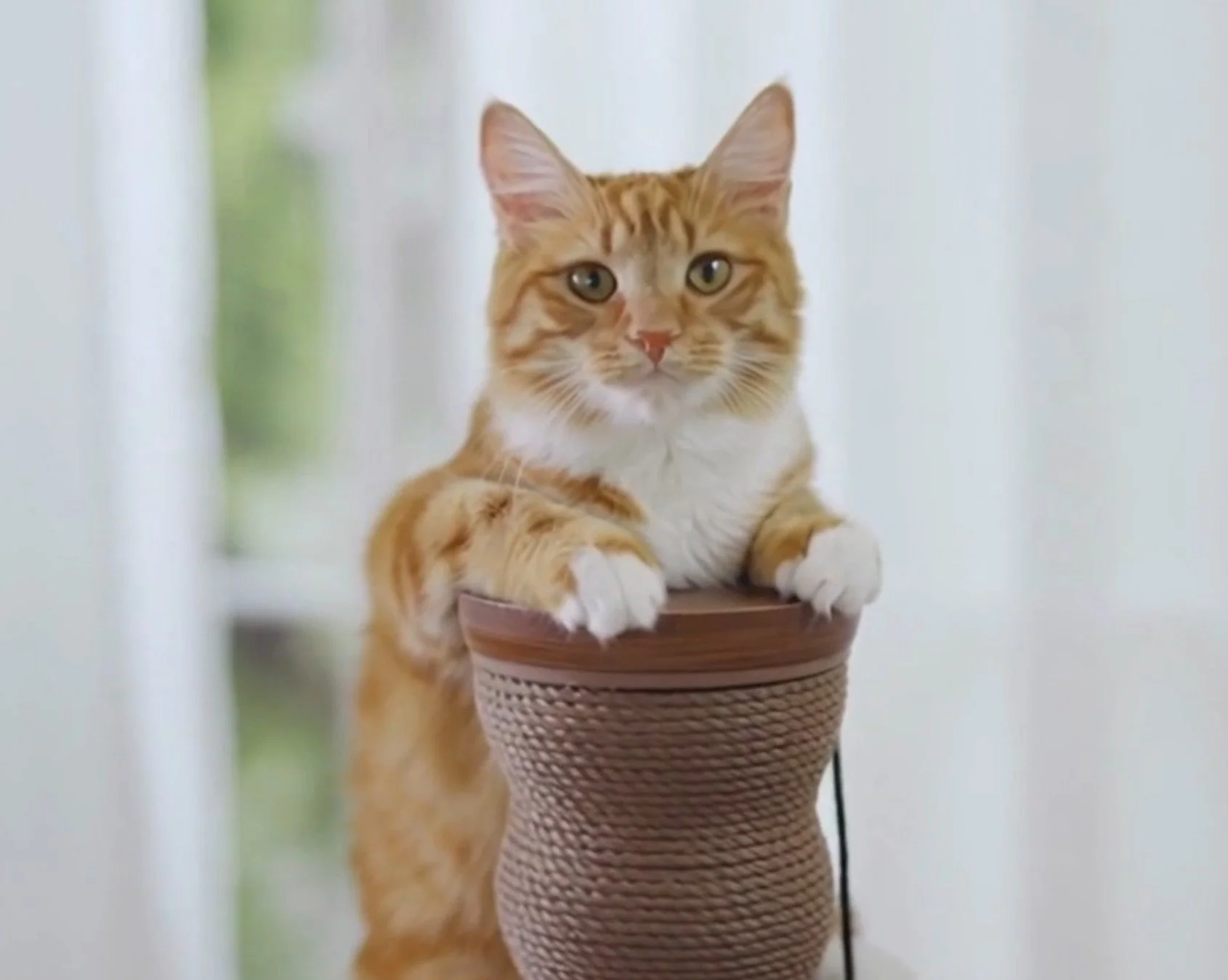 Costco Friends Forever Cat Scratcher styleframe 5