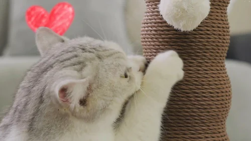 Costco Friends Forever Cat Scratcher styleframe 3