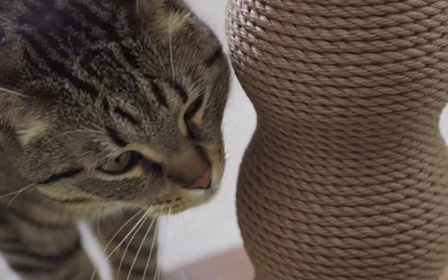 Costco Friends Forever Cat Scratcher styleframe 4