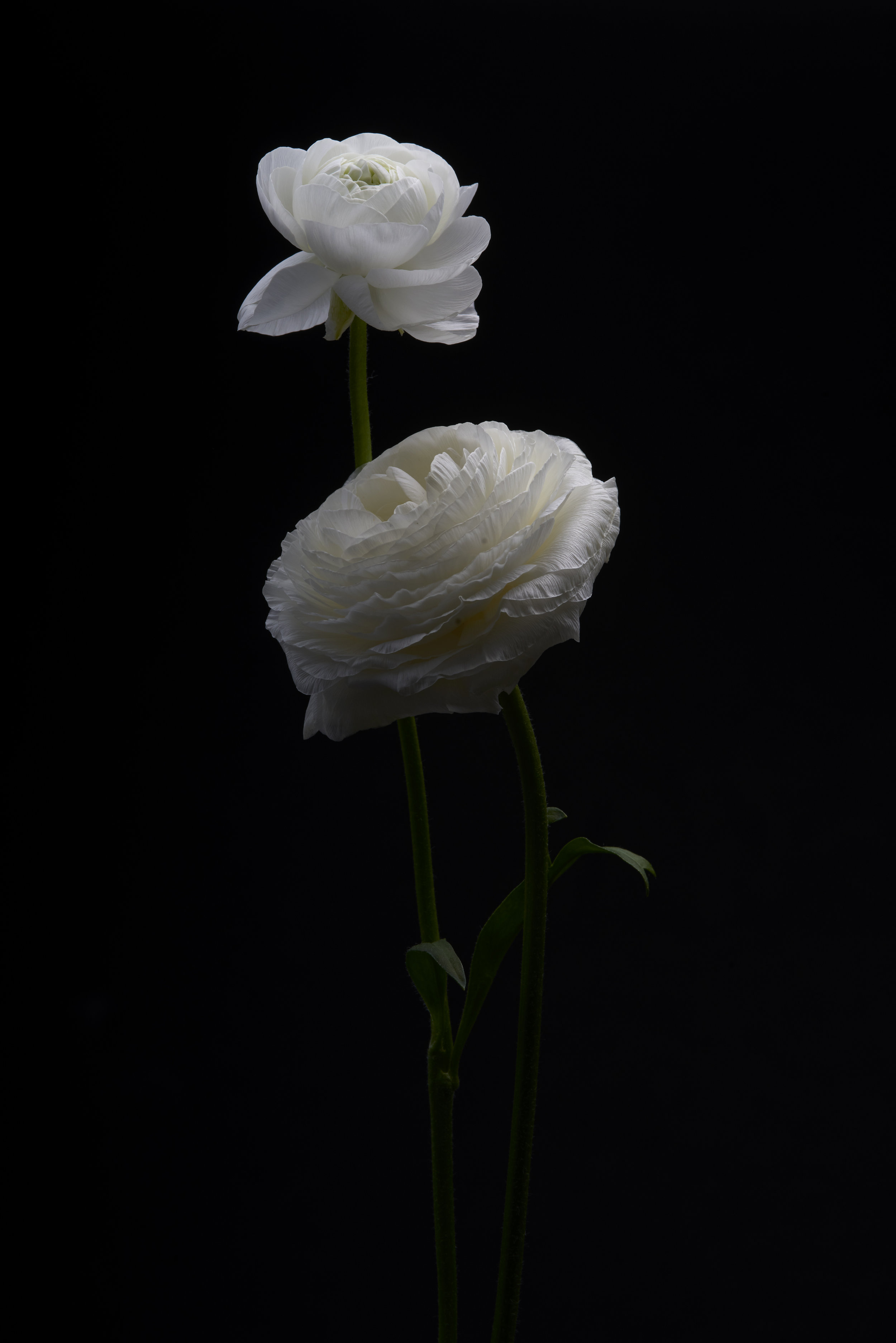 WhiteFloralSlate_003.jpg