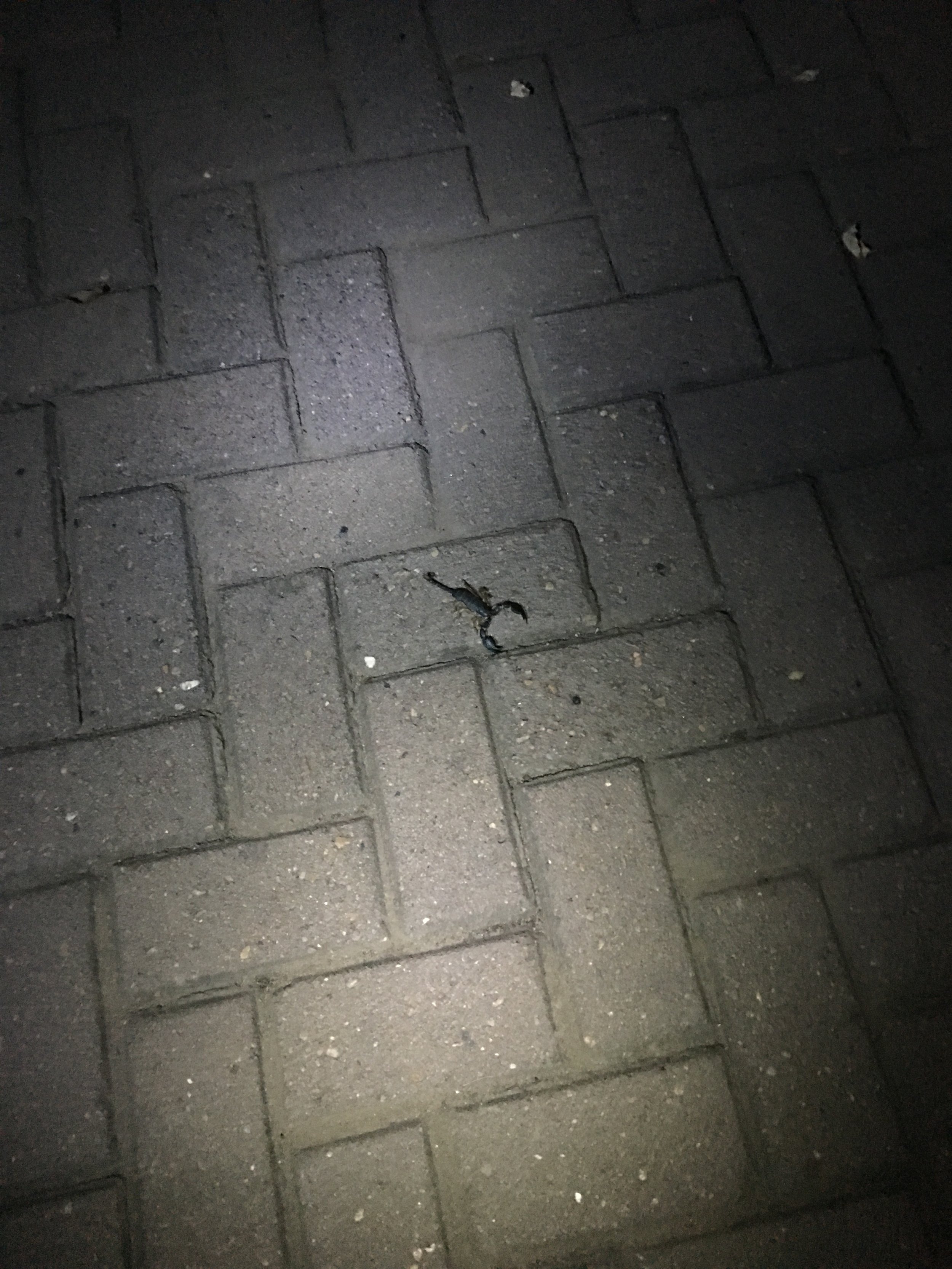 This was the big scorpion we saw in Kruger Park. Jesus take the wheel...this was not a happy moment.