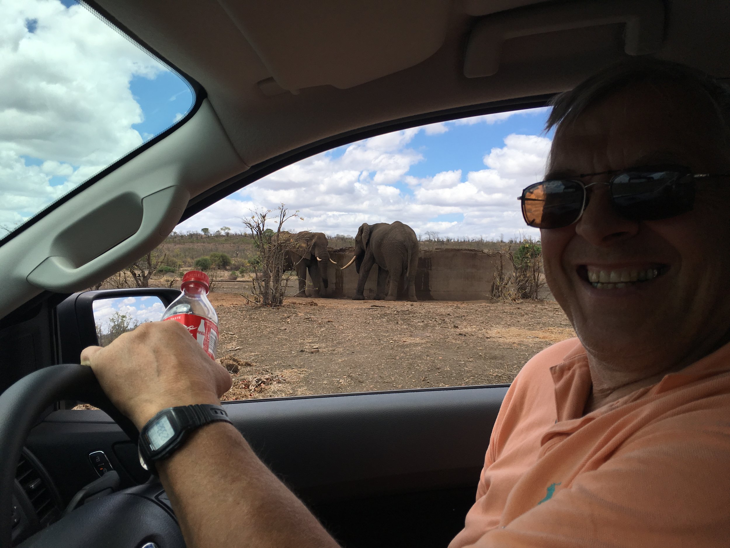 Elephants!