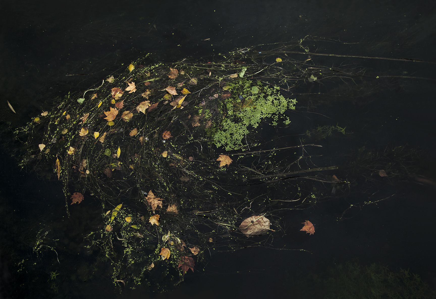 Cosmic Dance from River Lea series, Fuji Chrome aluminium mounted 60x40 cm, limited edition 1/7