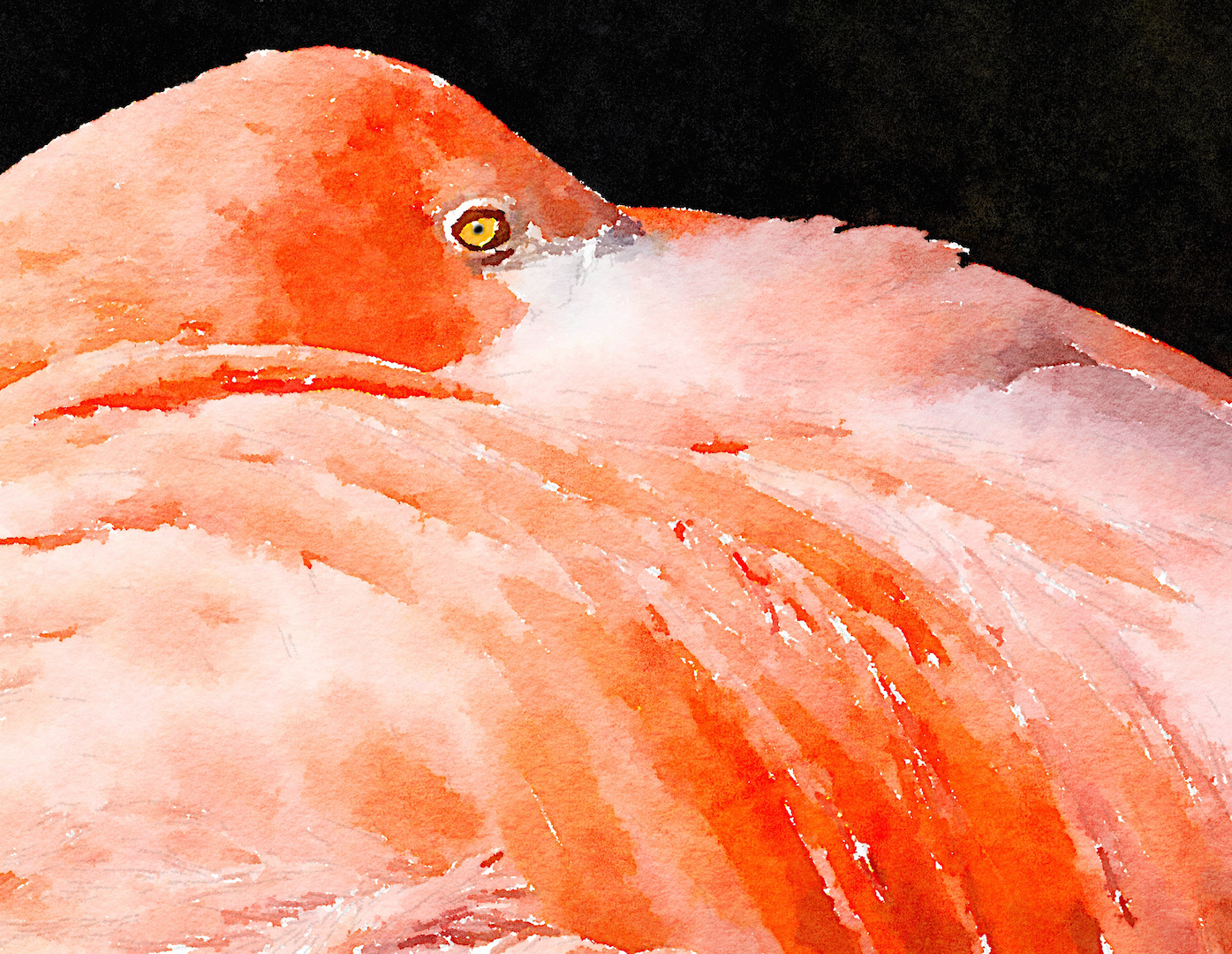 Flamingo.jpg