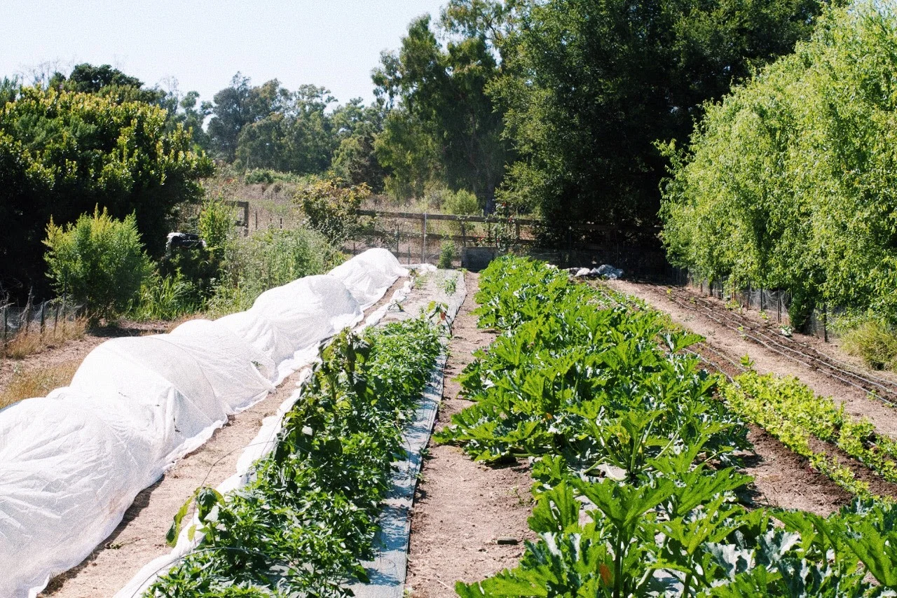 garden 2.jpg