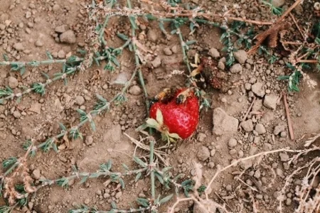 bee berry 1.jpg