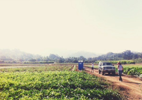 My dads old farm in Carpinteria. Currently being farmed now by Alex Frecker. A typical morning of Jason and I harvesting.
