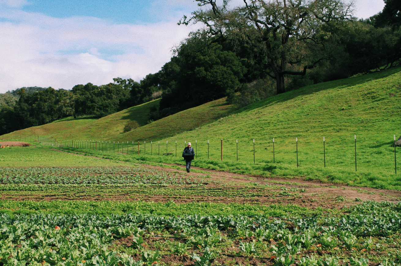 Tom’s farm is so green and magical right now!