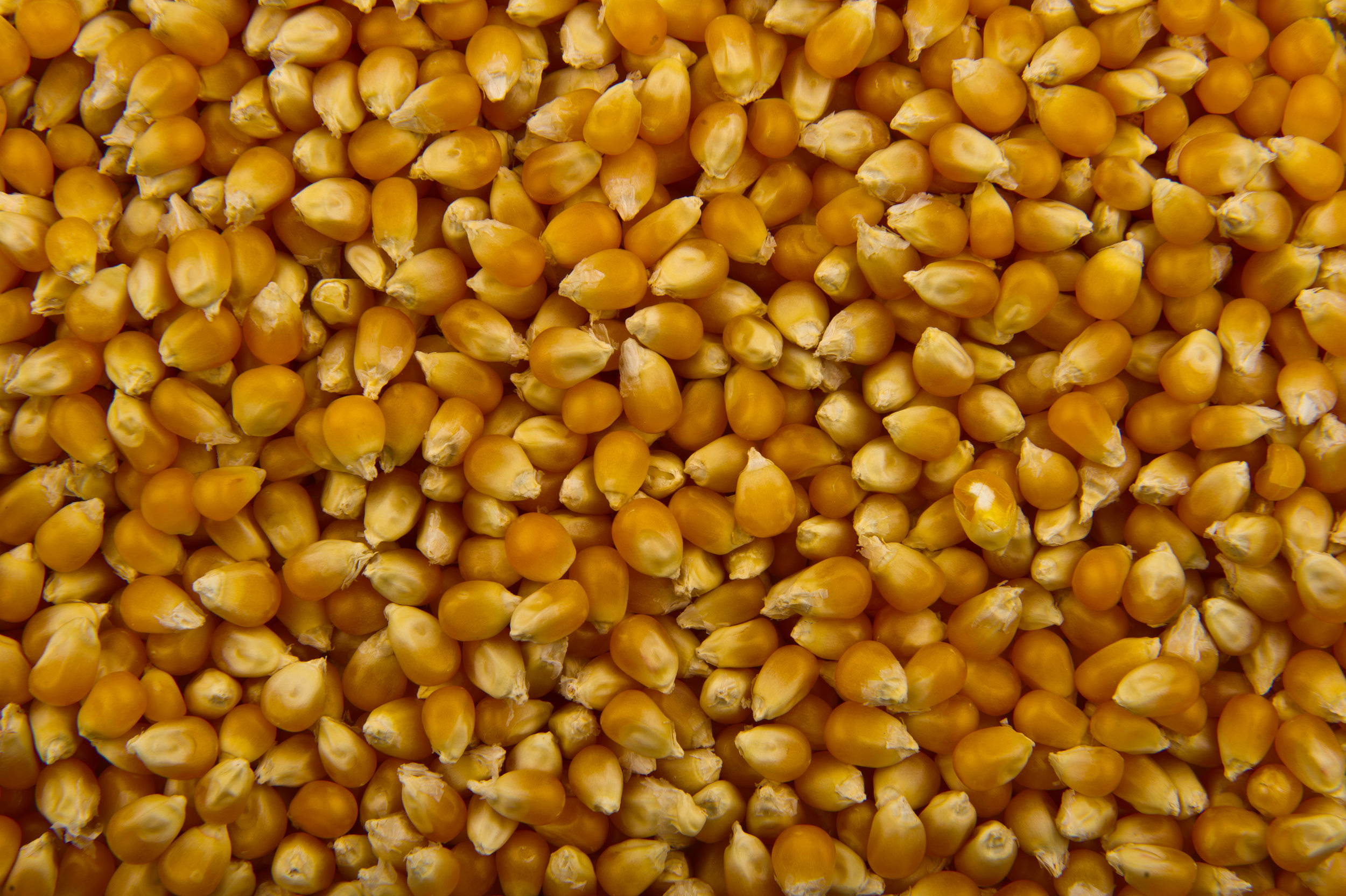 Popcorn_-_Studio_-_2011.jpg
