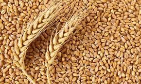 wheat.jpeg