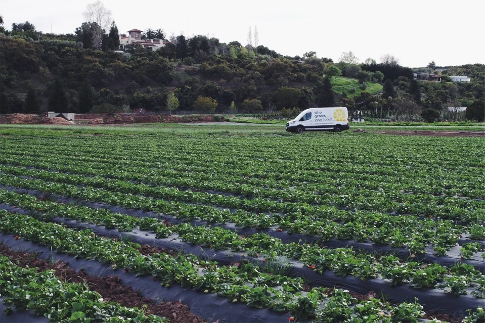 One of Alex’s giant strawberry field.