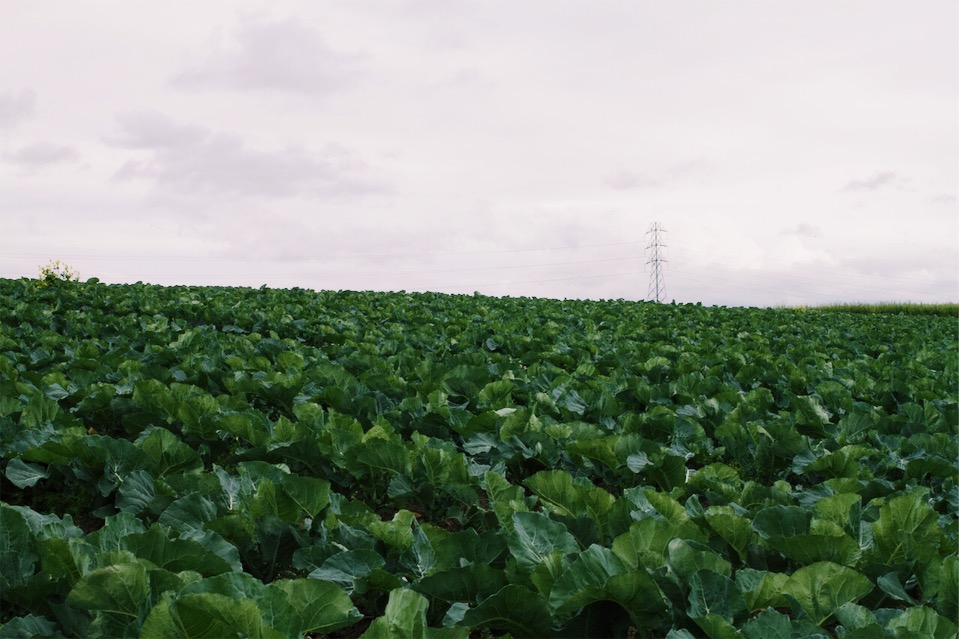 Romanesco Field from Lakeside Farm
