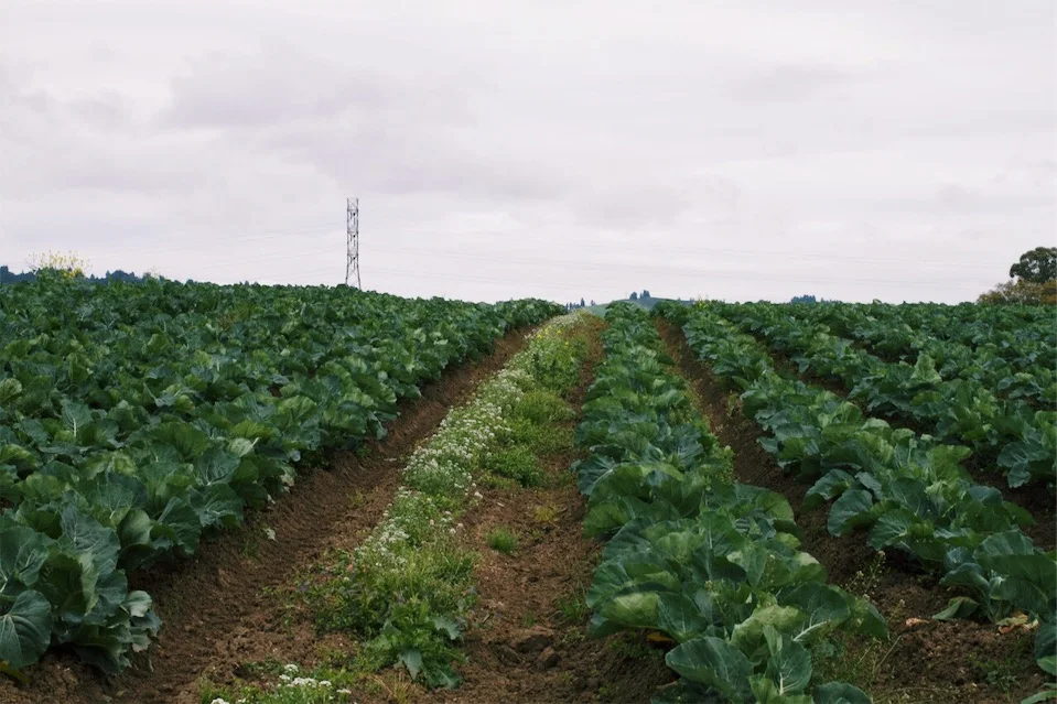Sweet Allysum planted every 20 rows or so to invite the good bugs in.