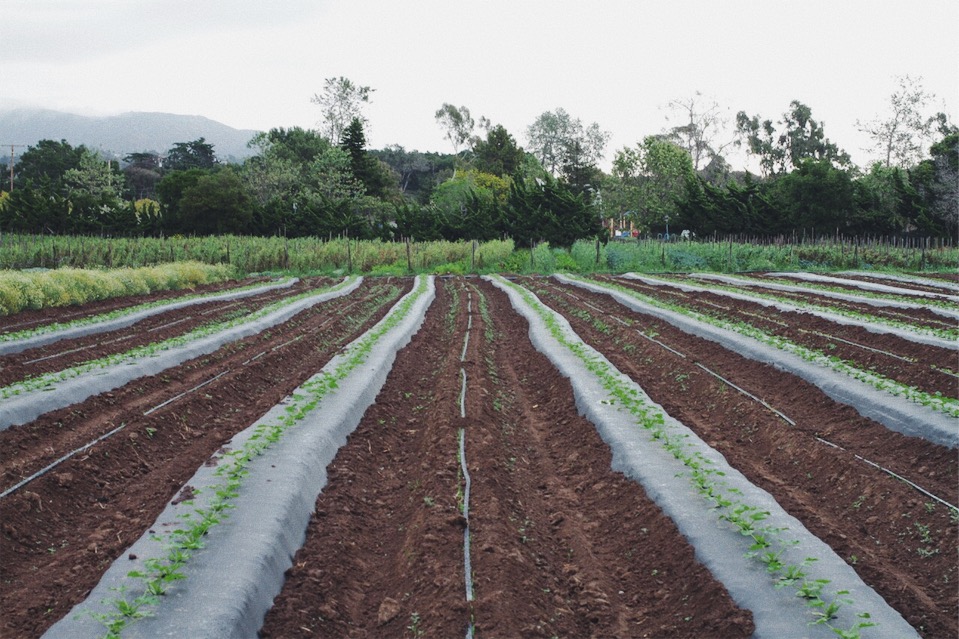 Small Zucchini Plants with lettuces growing in between at Jose’s Bailard Property.