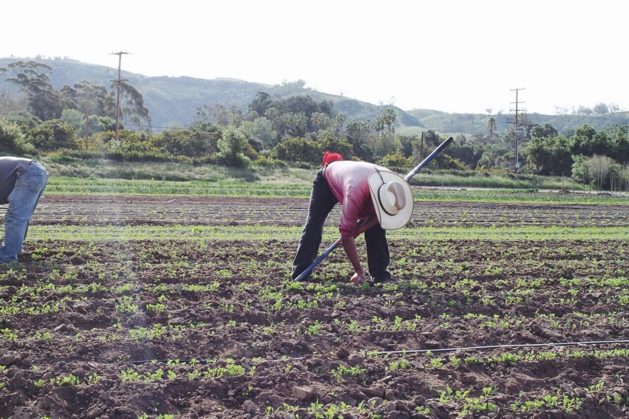 Long days in the sun, hand weeding, while cracking jokes and entertaining one another. There’s few places as enjoyable to work as with the field crew at Alcantar Organics.