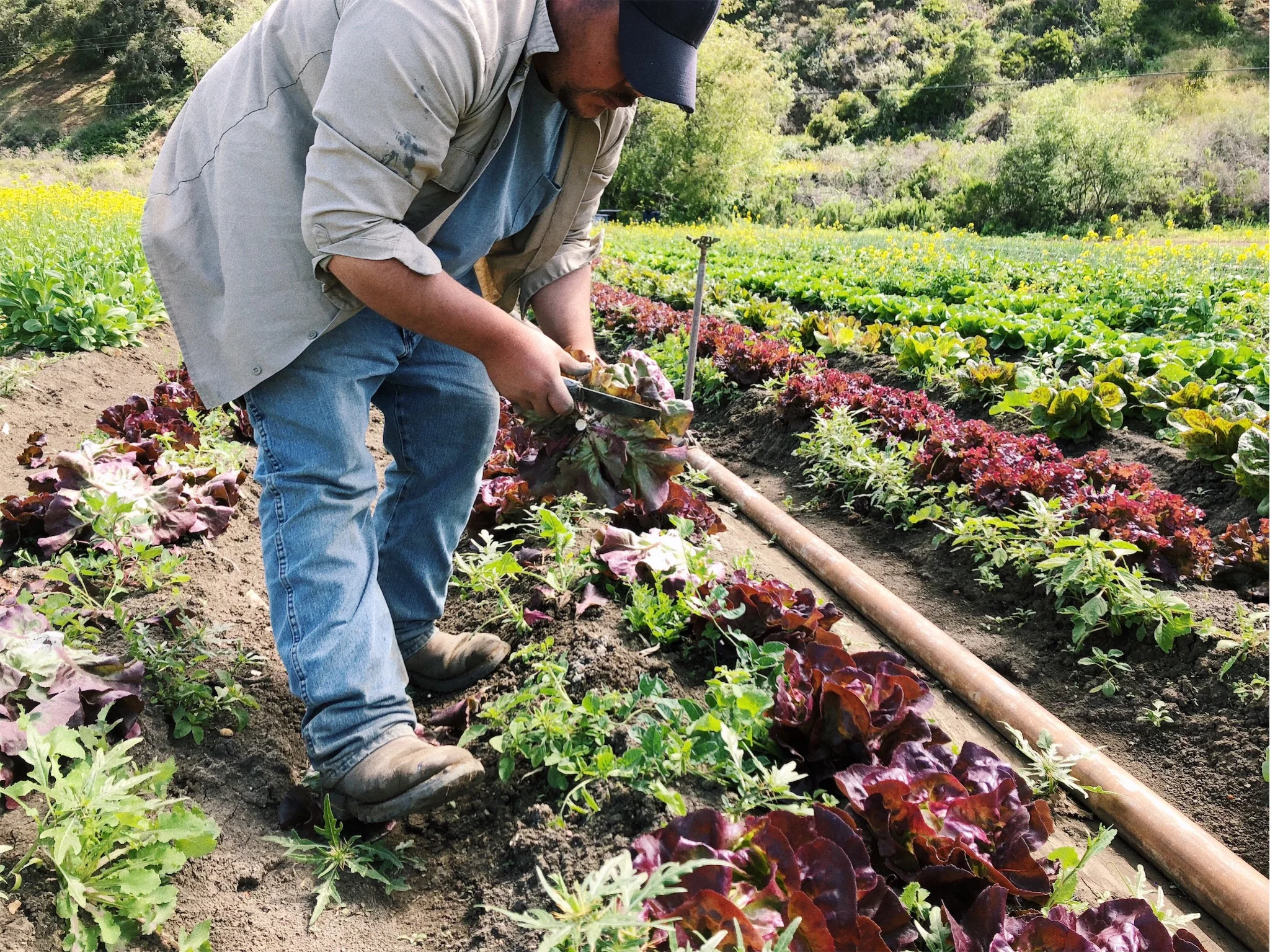 Alejandro Lopez is the right hand man for Alcantar Organics and can be found on the tractor, harvesting, or weeding six and a half days a week. He’s always smiling and always hustling. Without him, and the crew of guys that he organizes each day, Alcantar Organics would be lost. Needless to say Jose Alcantar knows this, and makes killer lunches for his crew and bribes them with evening cervezas on the regular.