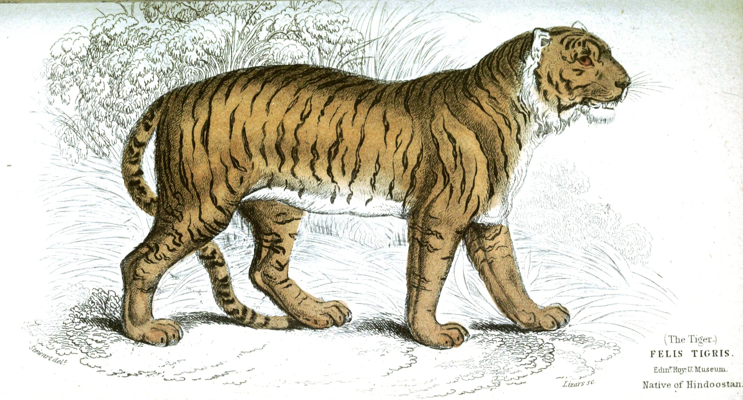 Animal-Jardine-Tiger.jpg
