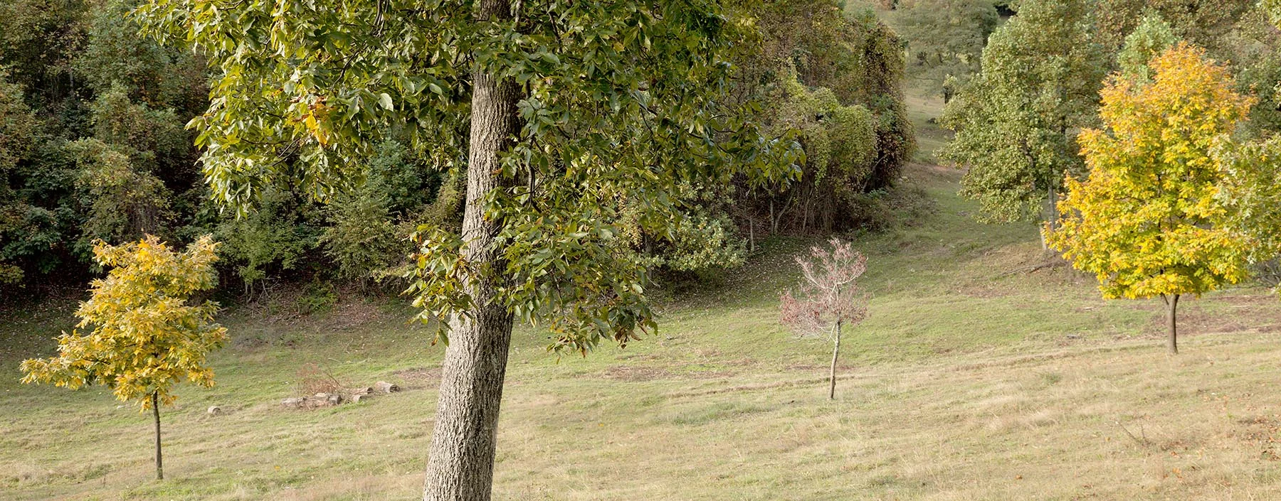 a mile from home.jpg