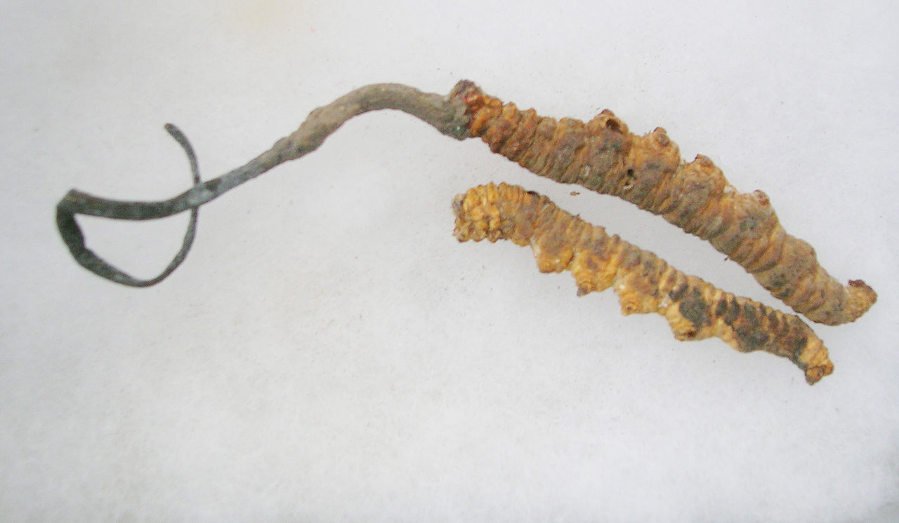 A CORDYCEPS MUSHROOM (LEFT) EMERGES FROM A DEAD CATERPILLAR