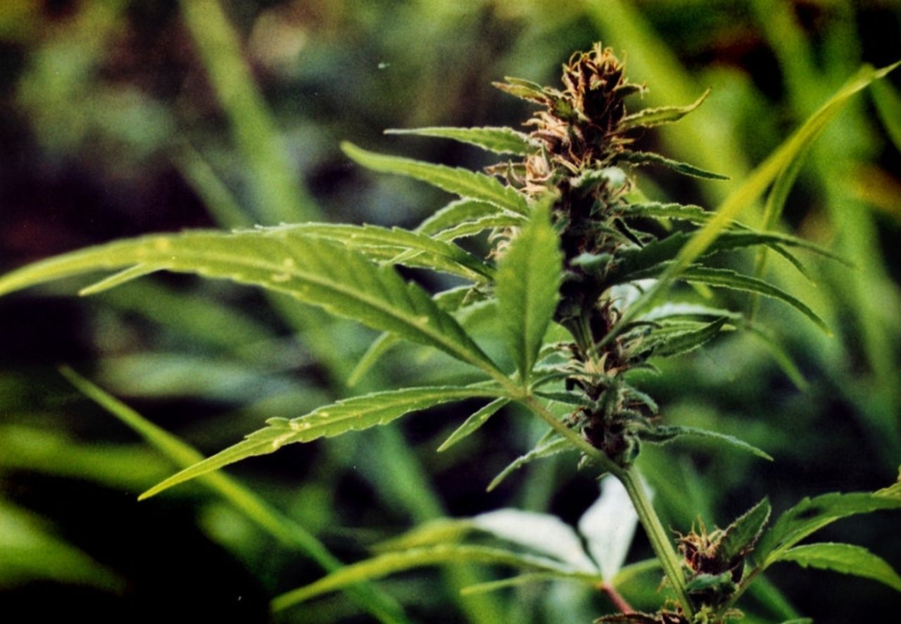 female flowers of cannabis indica