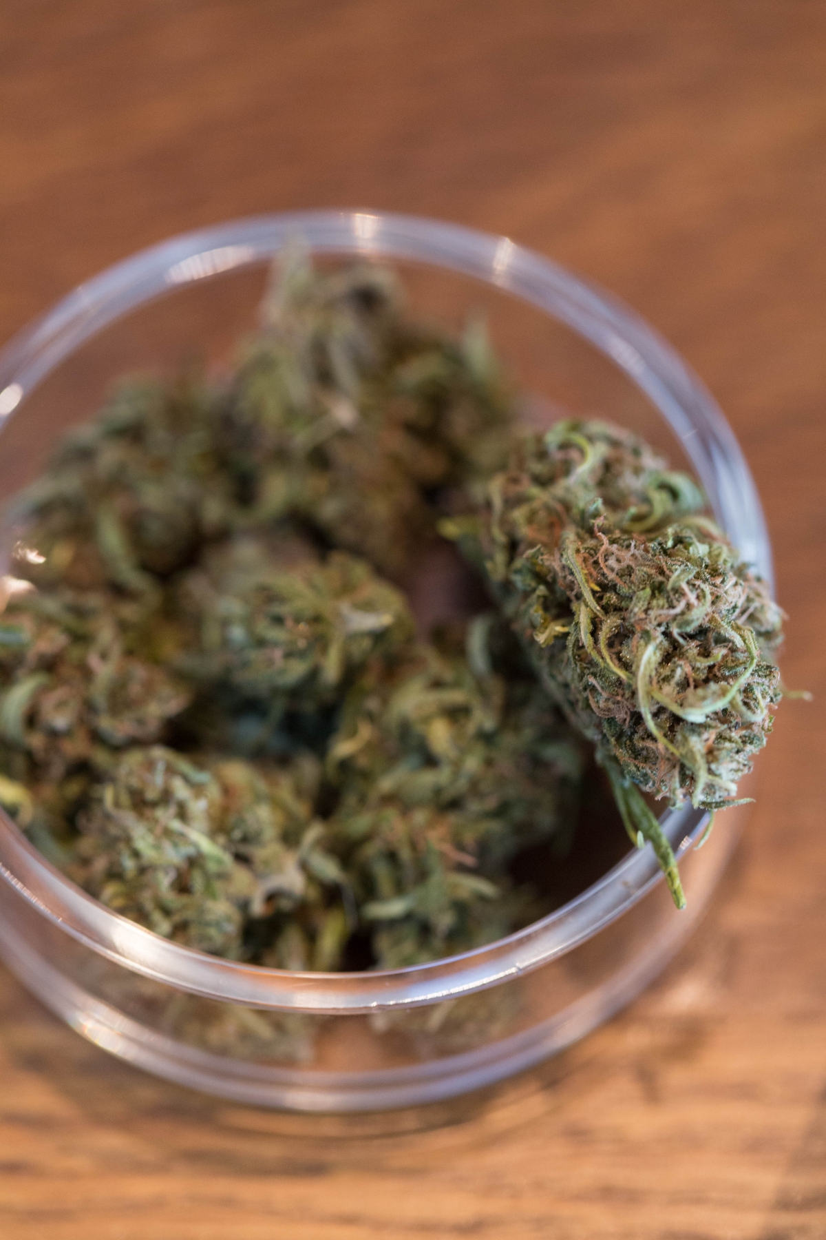 drug policy alliance