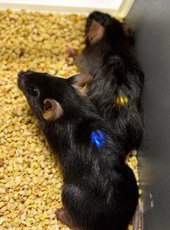 image courtesy gereau lab/washington university
