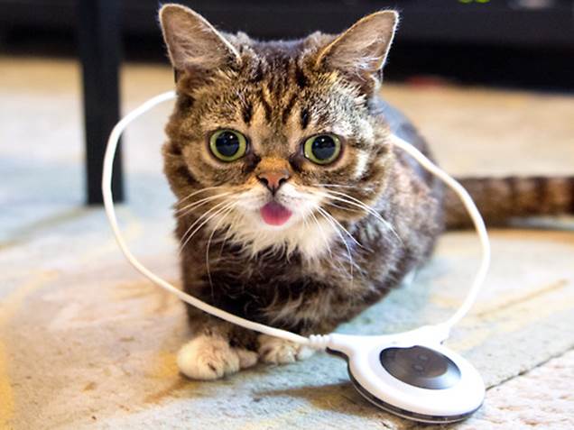 IMAGE COURTESY LILBUB.COM