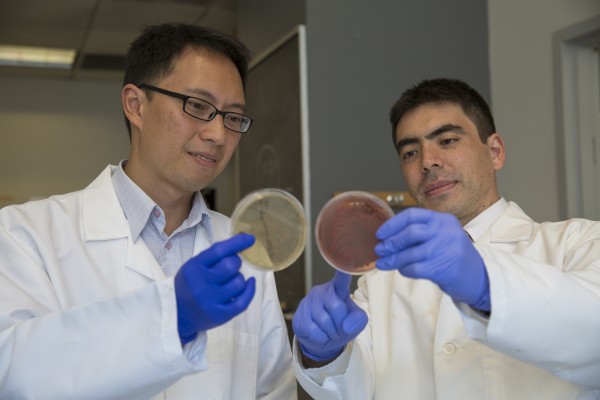 RESEARCHERS P'ng Loke and Ken Cadwell, NYU Langone Medical Center