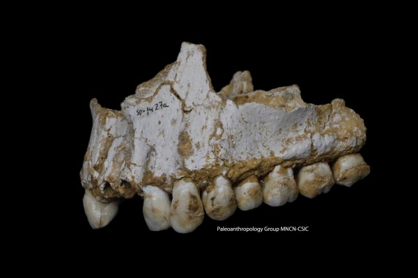 JAWBONE OF NEANDERTHAL FOUND IN EL SIDRON CAVE