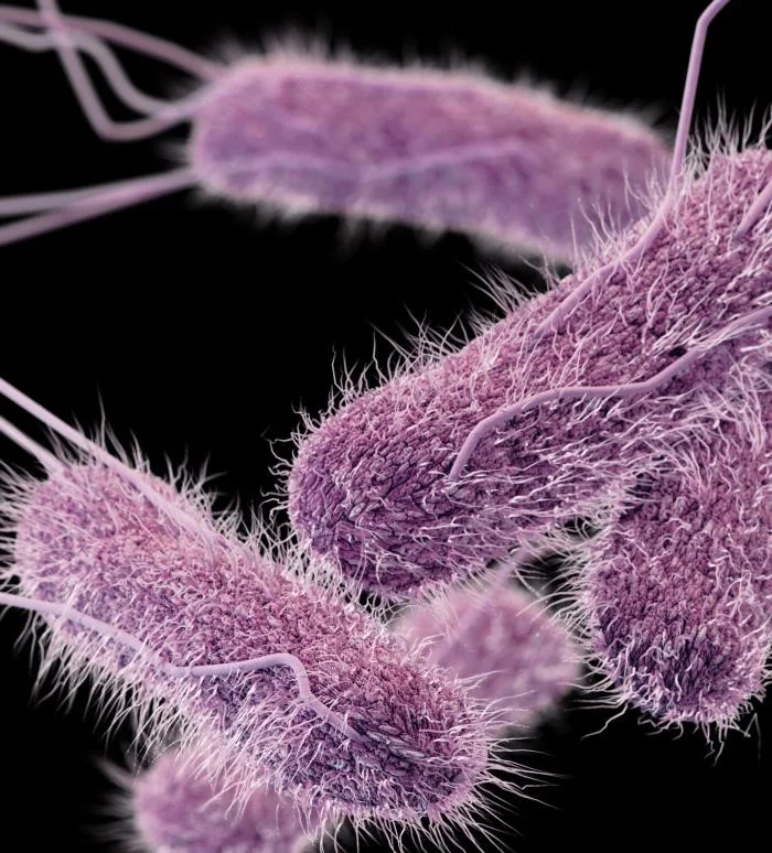 salmonella bacteria