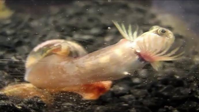 Marine+snails+chronic+pain+relief+MMM.jpg