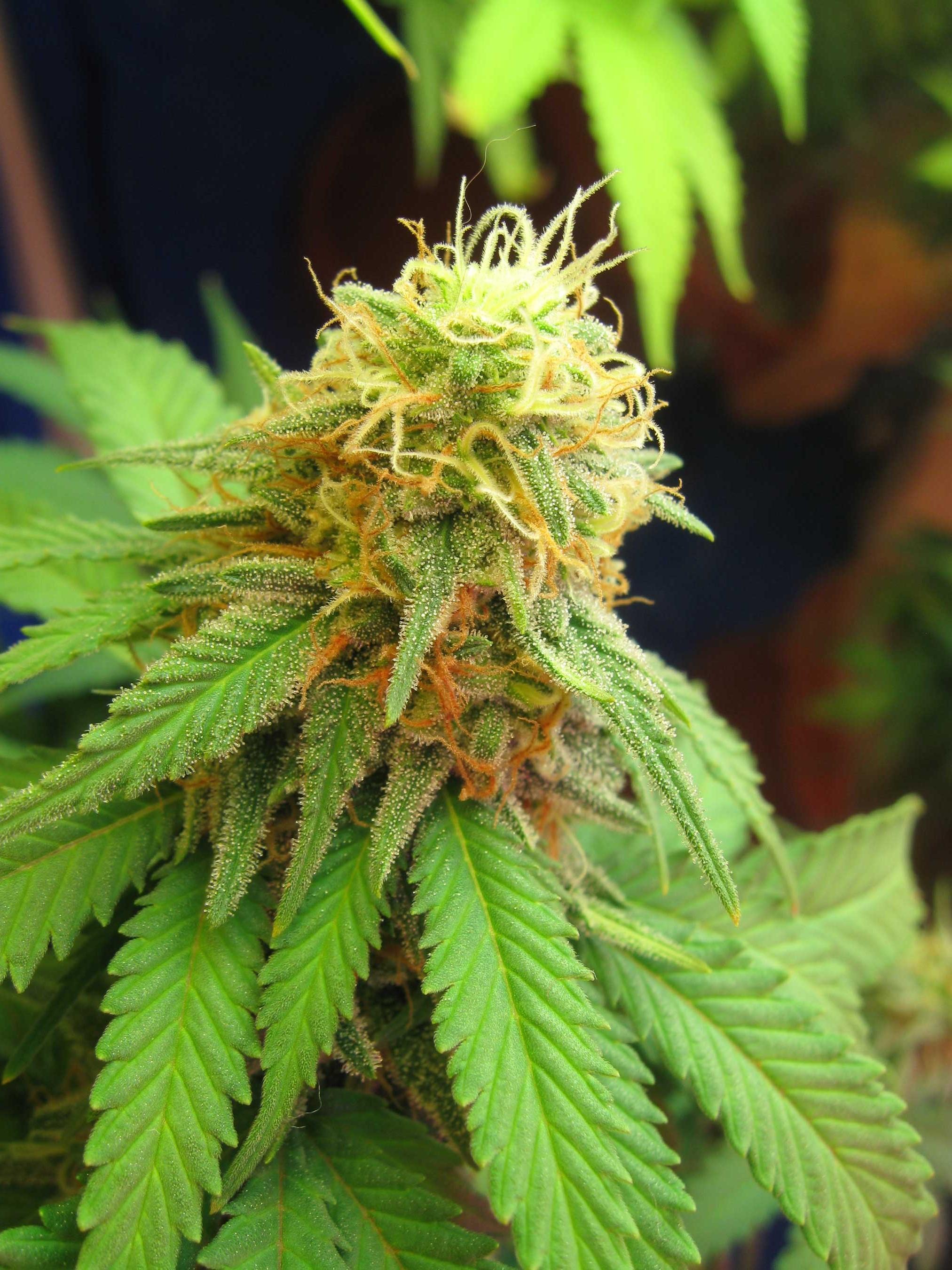 marijuana-trichomes-buds-closeup.jpg