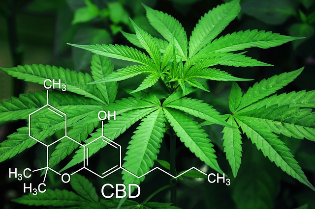 marijuana-3678222_640.jpg
