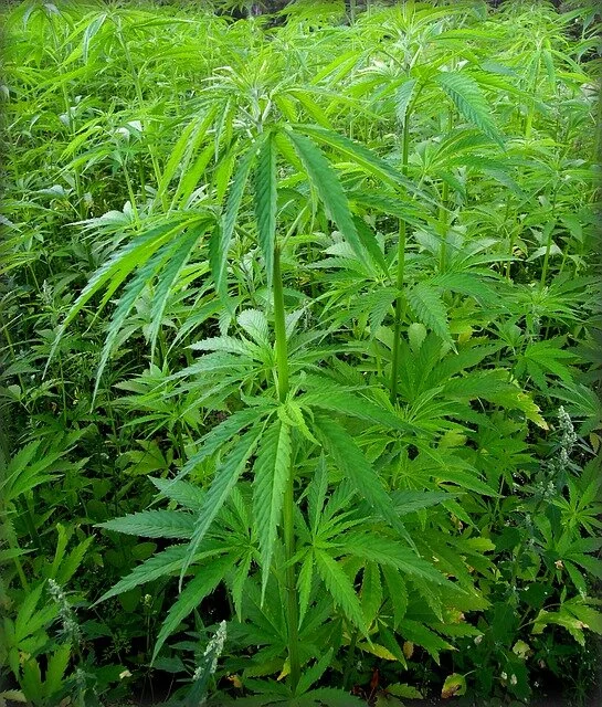 marijuana-2343161_640.jpg