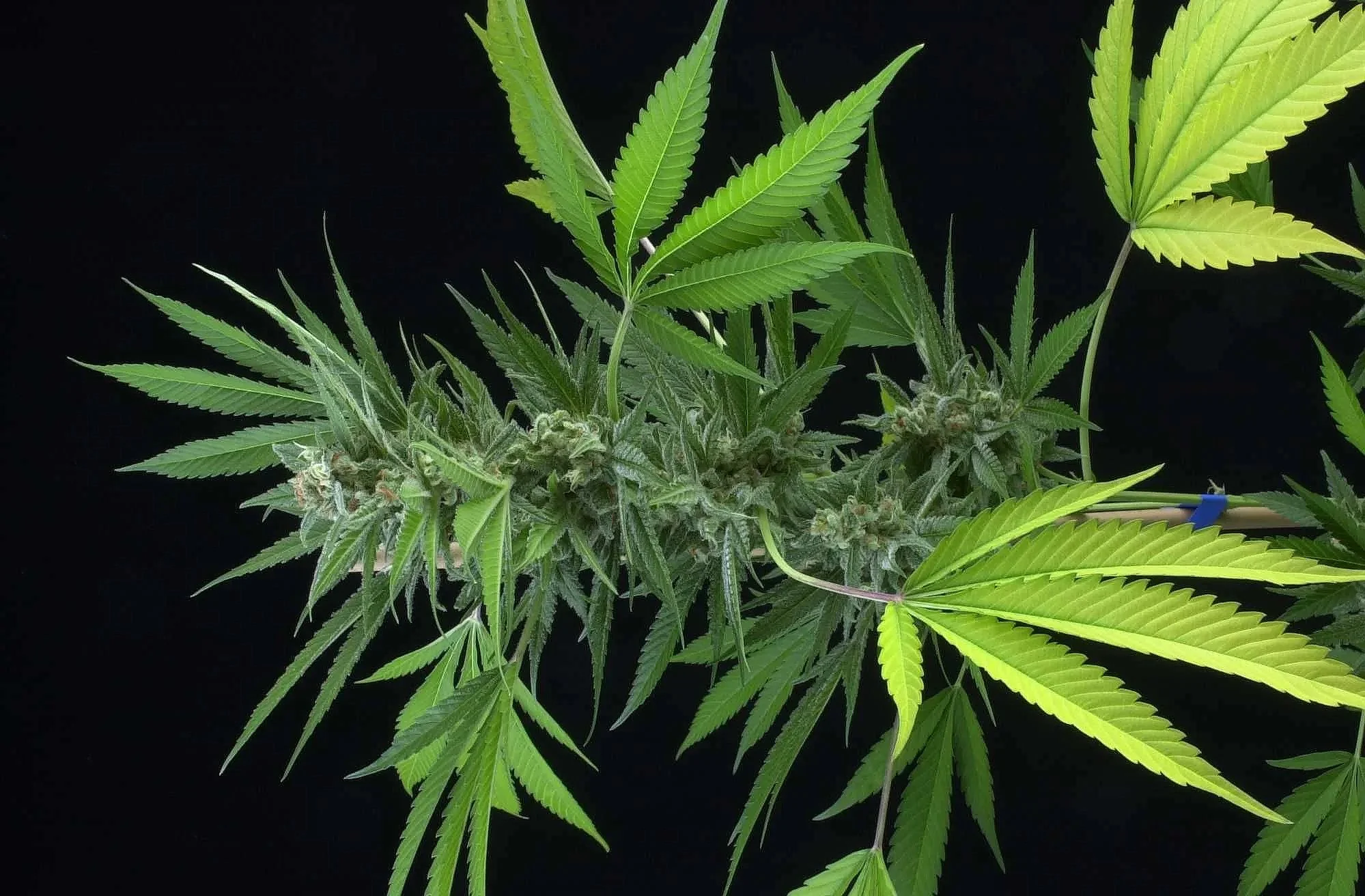 Mixed Findings on Effectiveness of Medical Cannabis  	