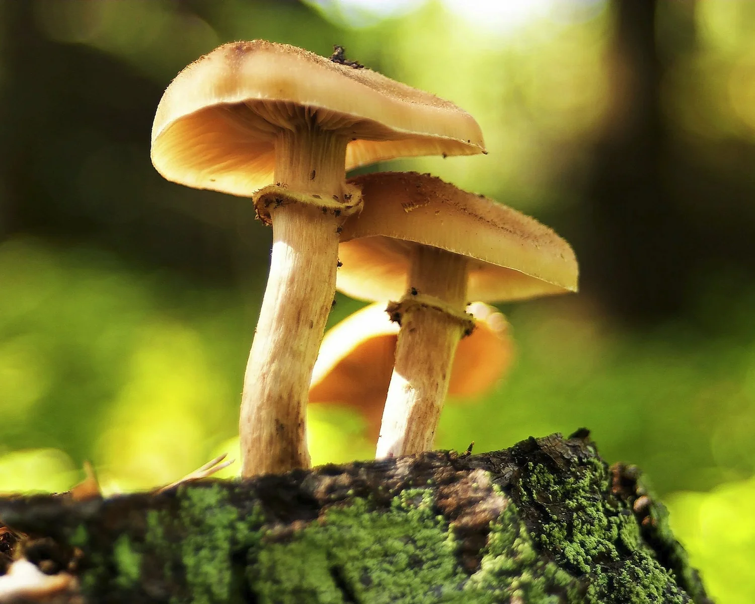 Psilocybin Is Going Mainstream, but Research and Regulation Lag