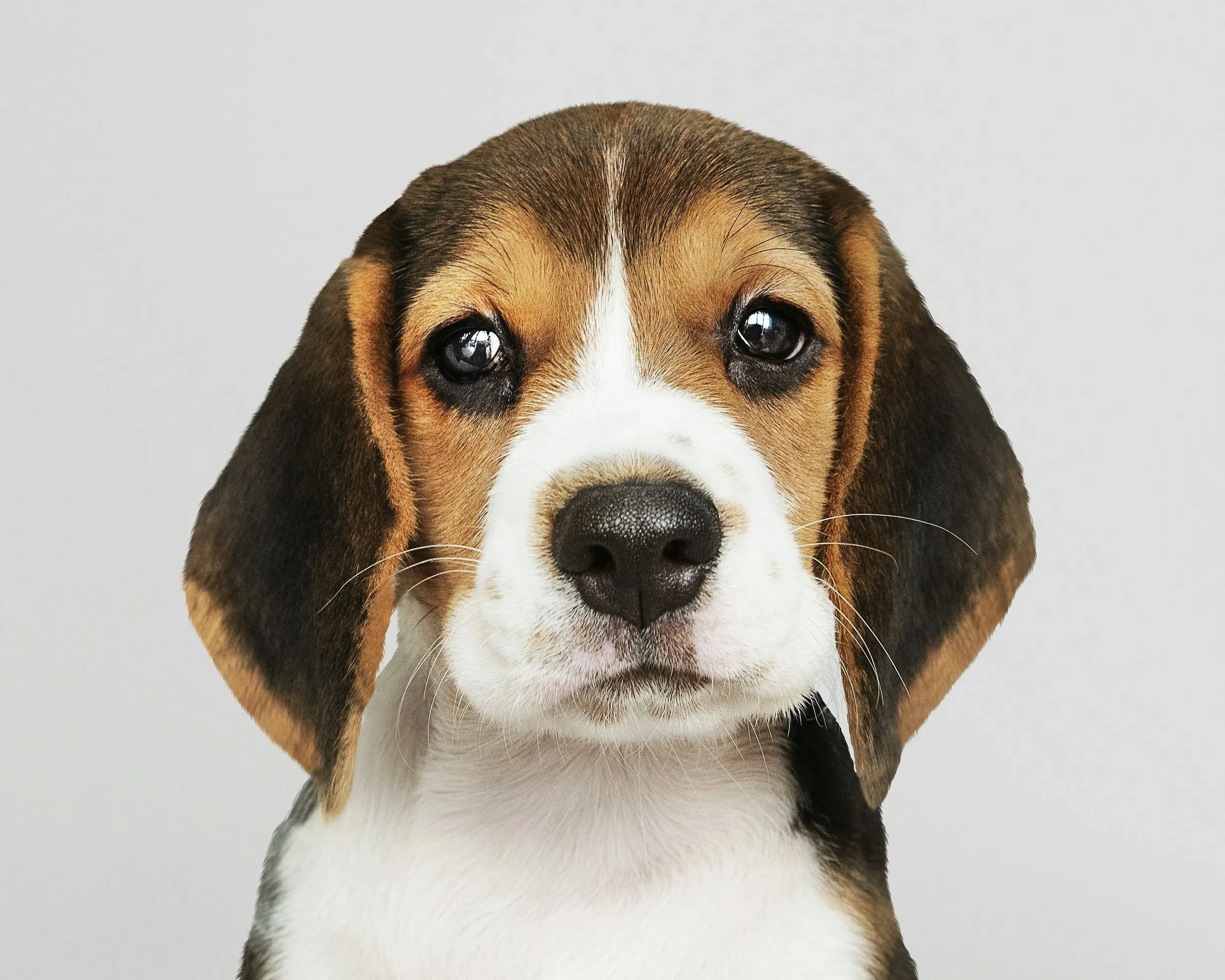 How To Tell if Your Dog Is in Pain