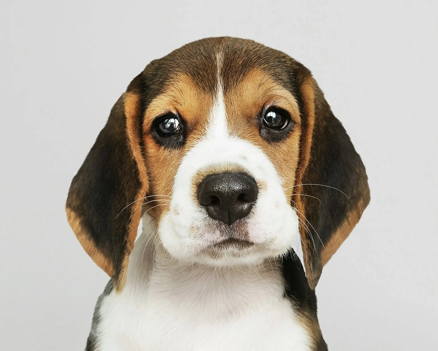 How To Tell if Your Dog Is in Pain