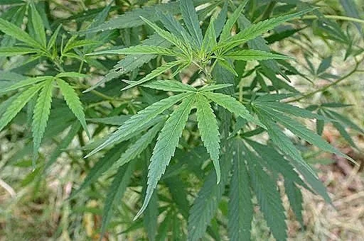 Cannabis Extract Gets Breakthrough Therapy Status From FDA