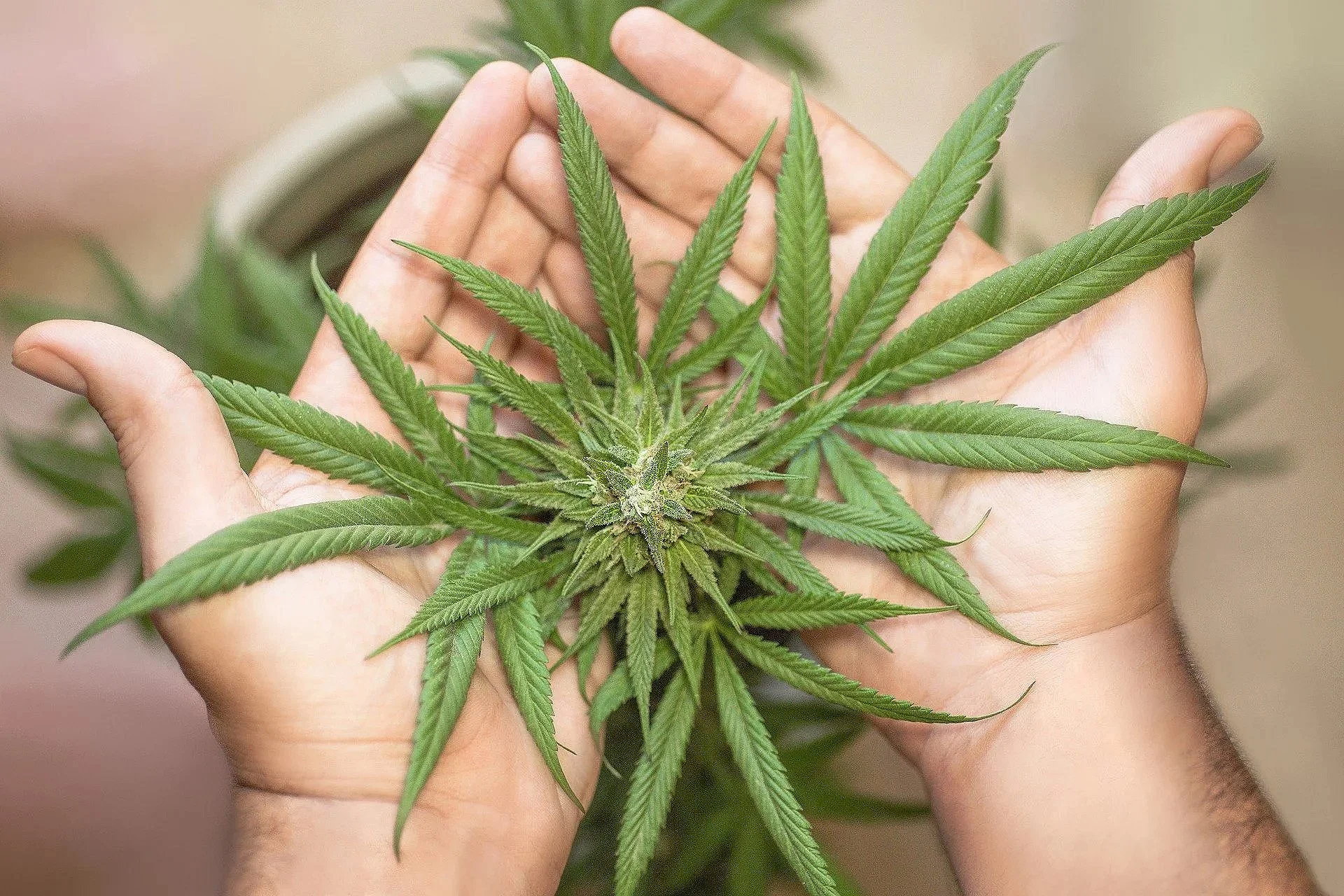 What If Medical Marijuana Was Free?&nbsp;