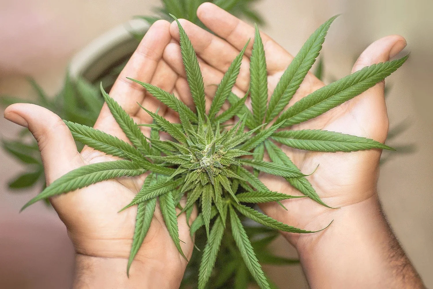 What If Medical Marijuana Was Free? 