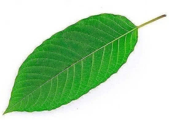 Feds to Study Kratom as Treatment for Opioid Use Disorder